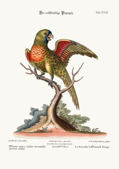 The Red-breasted Parrakeet, 1749-73 by George Edwards